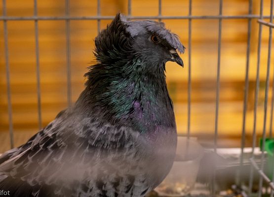 Grafika 81: III NOWOWIEJSKI POKAZ GOŁĘBII RASOWYCH I DROBIU RASOWEGO - FOTORELACJA WIFOT