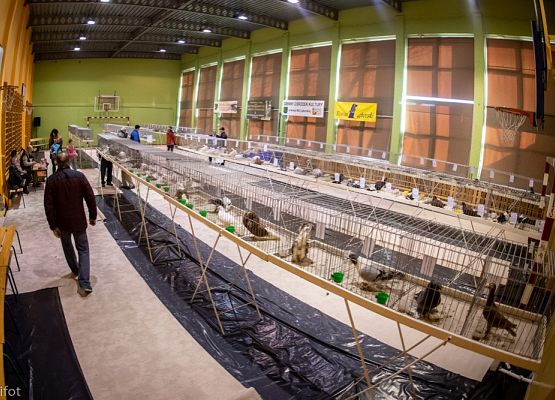 Grafika 84: III NOWOWIEJSKI POKAZ GOŁĘBII RASOWYCH I DROBIU RASOWEGO - FOTORELACJA WIFOT