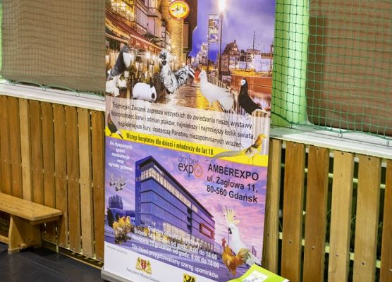 Grafika 100: III NOWOWIEJSKI POKAZ GOŁĘBII RASOWYCH I DROBIU RASOWEGO - FOTORELACJA WIFOT