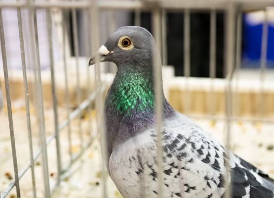 Grafika 101: III NOWOWIEJSKI POKAZ GOŁĘBII RASOWYCH I DROBIU RASOWEGO - FOTORELACJA WIFOT