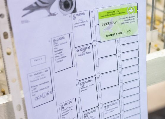 Grafika 104: III NOWOWIEJSKI POKAZ GOŁĘBII RASOWYCH I DROBIU RASOWEGO - FOTORELACJA WIFOT