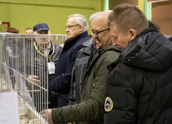 Grafika 105: III NOWOWIEJSKI POKAZ GOŁĘBII RASOWYCH I DROBIU RASOWEGO - FOTORELACJA WIFOT