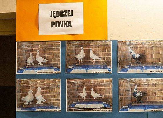 Kilka zdjęć z ptakami rasowymi na wystawie GOK