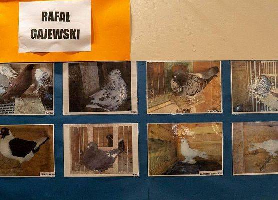 Kilka zdjęć z ptakami rasowymi na wystawie GOK