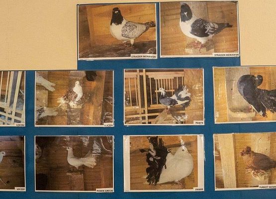 Kilka zdjęć z ptakami rasowymi na wystawie GOK