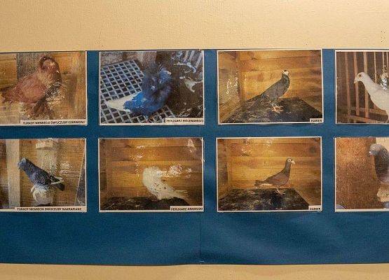 Kilka zdjęć z ptakami rasowymi na wystawie GOK