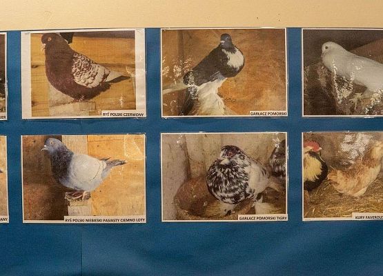 Kilka zdjęć z ptakami rasowymi na wystawie GOK
