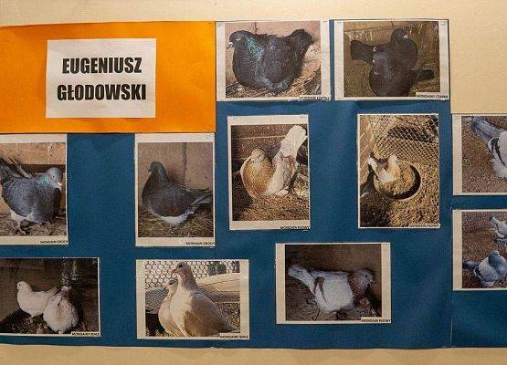 Kilka zdjęć z ptakami rasowymi na wystawie GOK