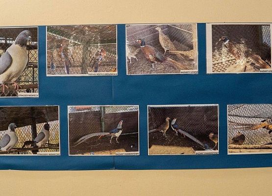 Kilka zdjęć z ptakami rasowymi na wystawie GOK