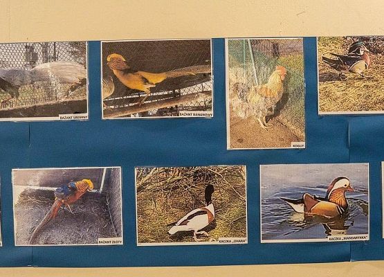 Kilka zdjęć z ptakami rasowymi na wystawie GOK