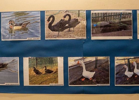 Kilka zdjęć z ptakami rasowymi na wystawie GOK