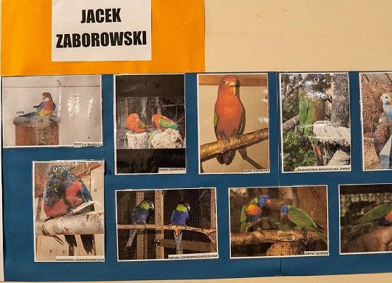 Kilka zdjęć z ptakami rasowymi na wystawie GOK