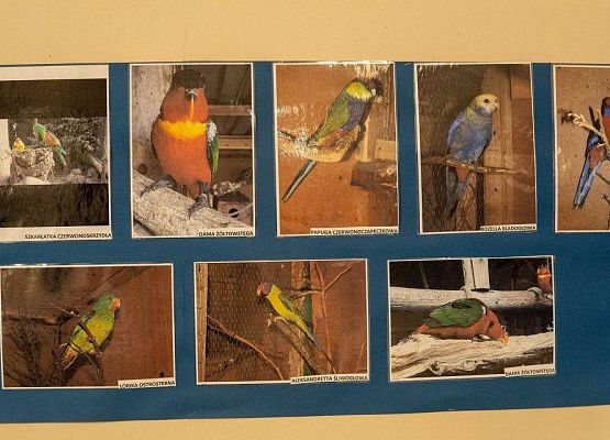 Kilka zdjęć z ptakami rasowymi na wystawie GOK