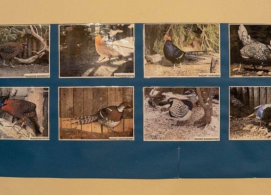 Kilka zdjęć z ptakami rasowymi na wystawie GOK