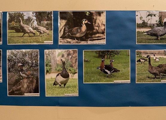 Kilka zdjęć z ptakami rasowymi na wystawie GOK