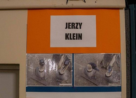Kilka zdjęć z ptakami rasowymi na wystawie GOK