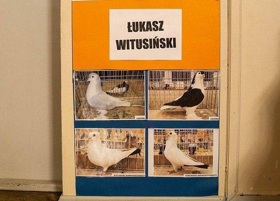 Kilka zdjęć z ptakami rasowymi na wystawie GOK