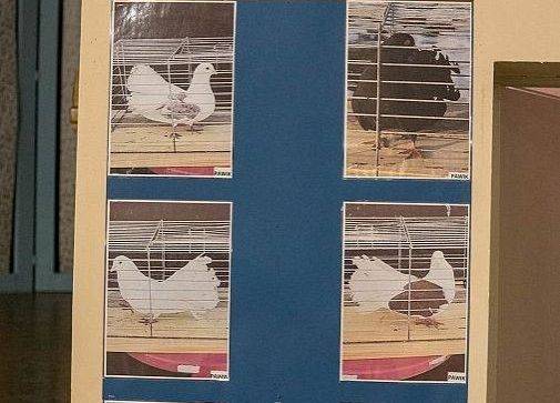 Kilka zdjęć z ptakami rasowymi na wystawie GOK