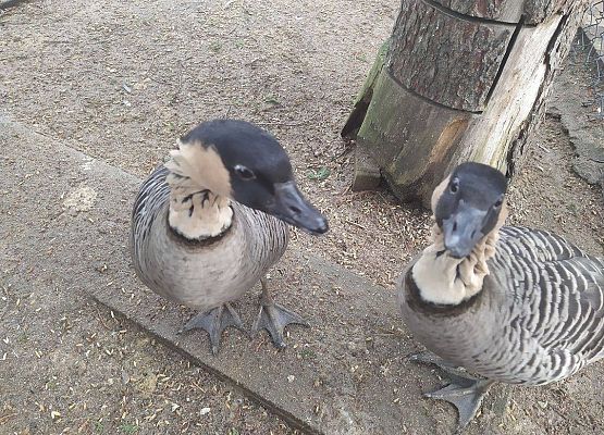 Gąska Bernikla Hawajska
