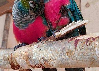 Papugi czerwonobrzuche