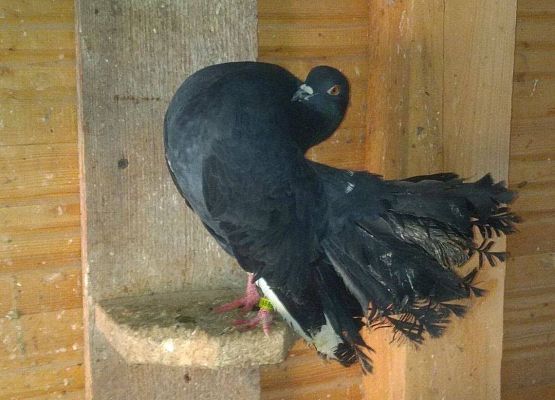 Gołąb Pawik ciemny