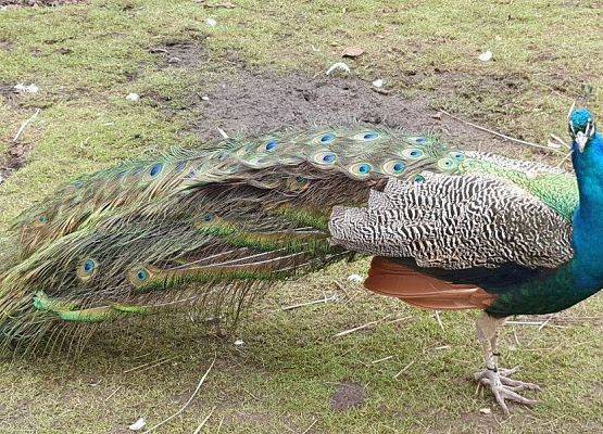 Paw na wolnym wybiegu
