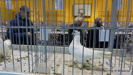 Grafika 18: II NOWOWIEJSKI POKAZ GOŁĘBII RASOWYCH I DROBIU RASOWEGO pod patronatem Wójta Gminy Nowa Wieś Lęborska.