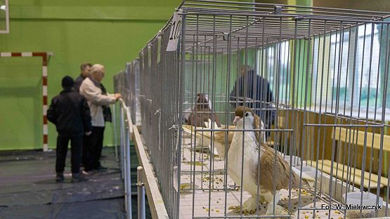 Grafika 20: II NOWOWIEJSKI POKAZ GOŁĘBII RASOWYCH I DROBIU RASOWEGO pod patronatem Wójta Gminy Nowa Wieś Lęborska.