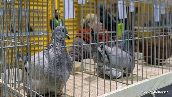 Grafika 23: II NOWOWIEJSKI POKAZ GOŁĘBII RASOWYCH I DROBIU RASOWEGO pod patronatem Wójta Gminy Nowa Wieś Lęborska.