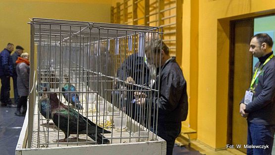 Grafika 26: II NOWOWIEJSKI POKAZ GOŁĘBII RASOWYCH I DROBIU RASOWEGO pod patronatem Wójta Gminy Nowa Wieś Lęborska.