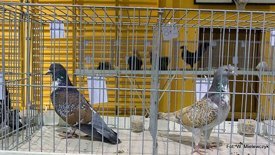 Grafika 27: II NOWOWIEJSKI POKAZ GOŁĘBII RASOWYCH I DROBIU RASOWEGO pod patronatem Wójta Gminy Nowa Wieś Lęborska.