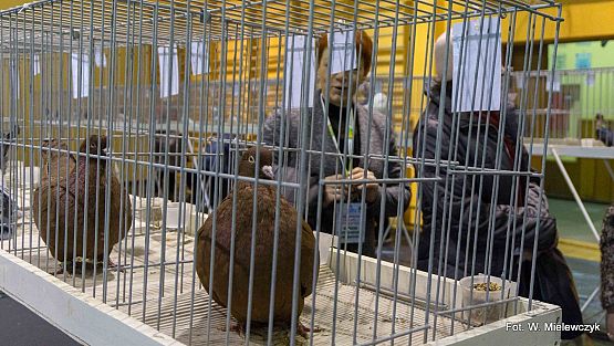 Grafika 33: II NOWOWIEJSKI POKAZ GOŁĘBII RASOWYCH I DROBIU RASOWEGO pod patronatem Wójta Gminy Nowa Wieś Lęborska.