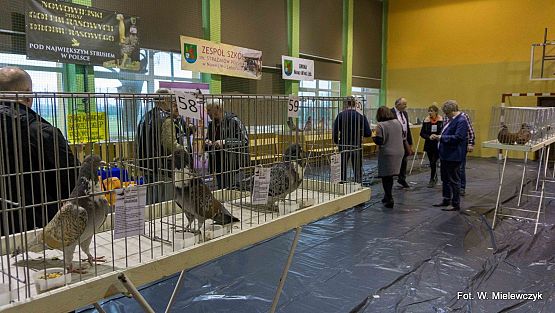 Grafika 30: II NOWOWIEJSKI POKAZ GOŁĘBII RASOWYCH I DROBIU RASOWEGO pod patronatem Wójta Gminy Nowa Wieś Lęborska.