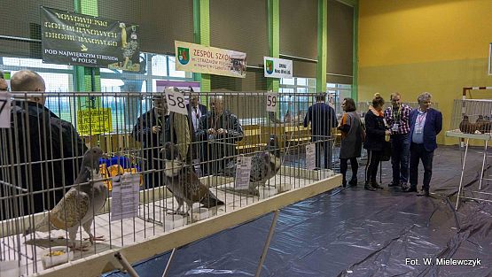 Grafika 32: II NOWOWIEJSKI POKAZ GOŁĘBII RASOWYCH I DROBIU RASOWEGO pod patronatem Wójta Gminy Nowa Wieś Lęborska.