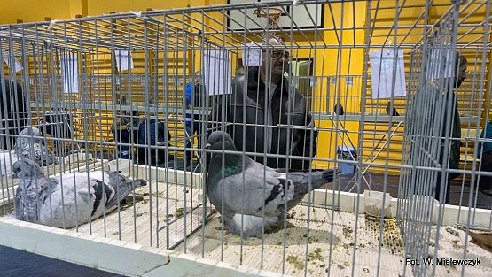 Grafika 3: II NOWOWIEJSKI POKAZ GOŁĘBII RASOWYCH I DROBIU RASOWEGO pod patronatem Wójta Gminy Nowa Wieś Lęborska.