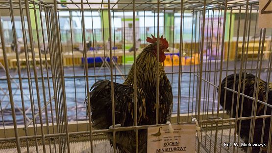 Grafika 4: II NOWOWIEJSKI POKAZ GOŁĘBII RASOWYCH I DROBIU RASOWEGO pod patronatem Wójta Gminy Nowa Wieś Lęborska.