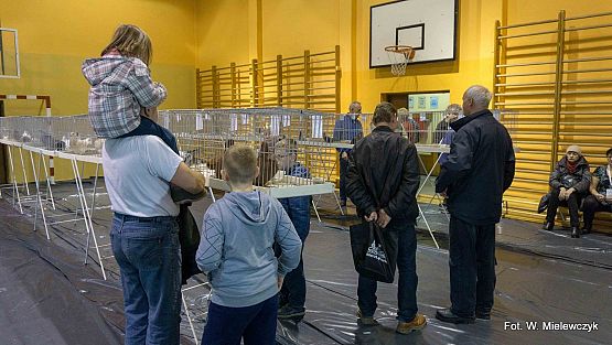 Grafika 45: II NOWOWIEJSKI POKAZ GOŁĘBII RASOWYCH I DROBIU RASOWEGO pod patronatem Wójta Gminy Nowa Wieś Lęborska.