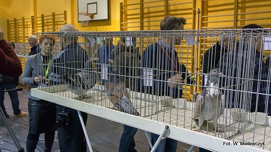 Grafika 43: II NOWOWIEJSKI POKAZ GOŁĘBII RASOWYCH I DROBIU RASOWEGO pod patronatem Wójta Gminy Nowa Wieś Lęborska.