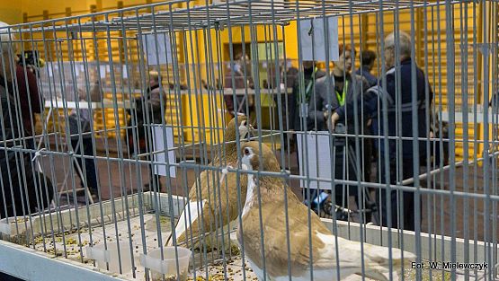 Grafika 44: II NOWOWIEJSKI POKAZ GOŁĘBII RASOWYCH I DROBIU RASOWEGO pod patronatem Wójta Gminy Nowa Wieś Lęborska.