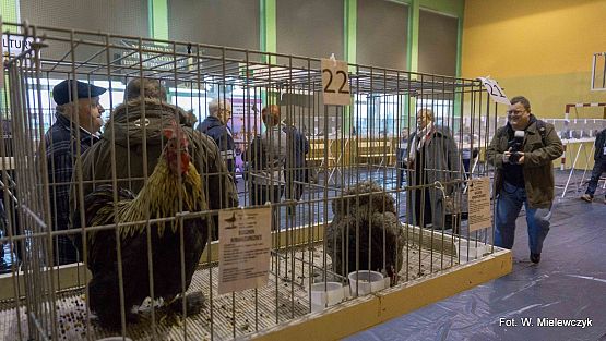 Grafika 46: II NOWOWIEJSKI POKAZ GOŁĘBII RASOWYCH I DROBIU RASOWEGO pod patronatem Wójta Gminy Nowa Wieś Lęborska.