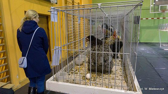 Grafika 5: II NOWOWIEJSKI POKAZ GOŁĘBII RASOWYCH I DROBIU RASOWEGO pod patronatem Wójta Gminy Nowa Wieś Lęborska.