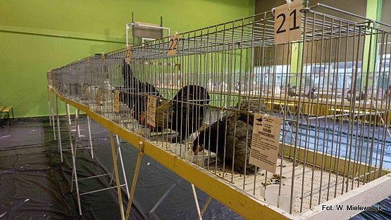 Grafika 9: II NOWOWIEJSKI POKAZ GOŁĘBII RASOWYCH I DROBIU RASOWEGO pod patronatem Wójta Gminy Nowa Wieś Lęborska.