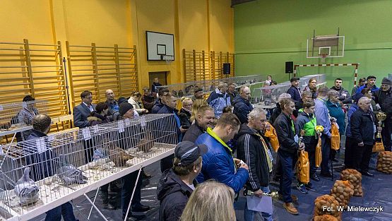 Grafika 50: II NOWOWIEJSKI POKAZ GOŁĘBII RASOWYCH I DROBIU RASOWEGO pod patronatem Wójta Gminy Nowa Wieś Lęborska.