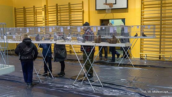 Grafika 7: II NOWOWIEJSKI POKAZ GOŁĘBII RASOWYCH I DROBIU RASOWEGO pod patronatem Wójta Gminy Nowa Wieś Lęborska.