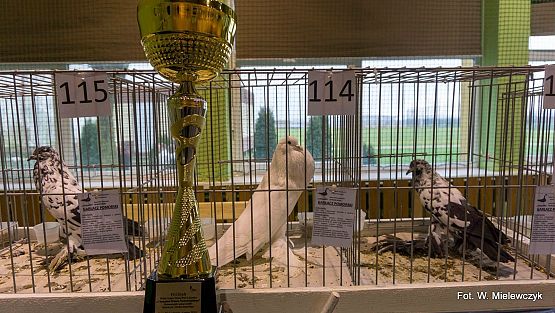 Grafika 63: II NOWOWIEJSKI POKAZ GOŁĘBII RASOWYCH I DROBIU RASOWEGO pod patronatem Wójta Gminy Nowa Wieś Lęborska.