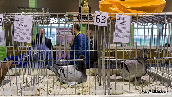 Grafika 64: II NOWOWIEJSKI POKAZ GOŁĘBII RASOWYCH I DROBIU RASOWEGO pod patronatem Wójta Gminy Nowa Wieś Lęborska.