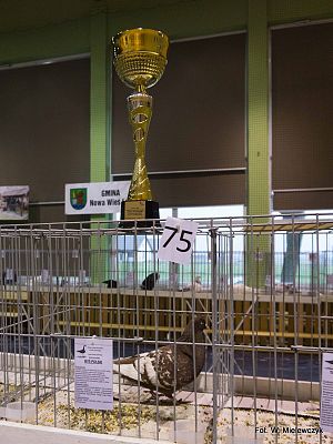 Grafika 67: II NOWOWIEJSKI POKAZ GOŁĘBII RASOWYCH I DROBIU RASOWEGO pod patronatem Wójta Gminy Nowa Wieś Lęborska.