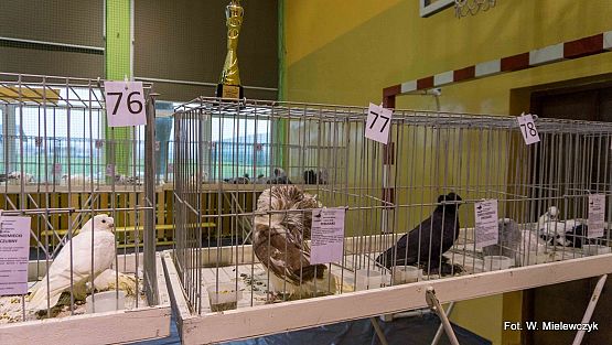 Grafika 66: II NOWOWIEJSKI POKAZ GOŁĘBII RASOWYCH I DROBIU RASOWEGO pod patronatem Wójta Gminy Nowa Wieś Lęborska.