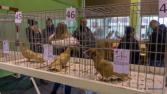 Grafika 8: II NOWOWIEJSKI POKAZ GOŁĘBII RASOWYCH I DROBIU RASOWEGO pod patronatem Wójta Gminy Nowa Wieś Lęborska.