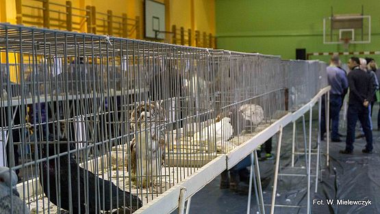 Grafika 11: II NOWOWIEJSKI POKAZ GOŁĘBII RASOWYCH I DROBIU RASOWEGO pod patronatem Wójta Gminy Nowa Wieś Lęborska.